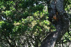 Syzygium parameswaranii